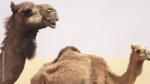 Camels in the desert