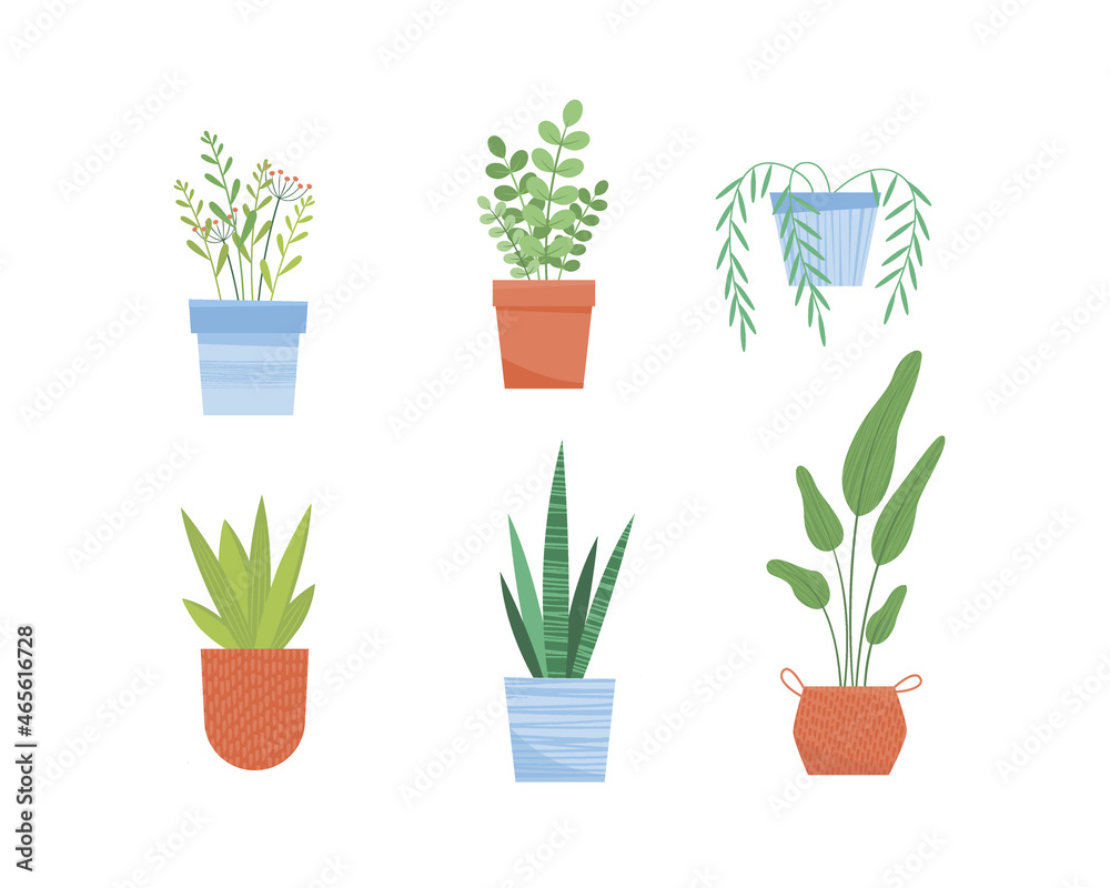 Fototapeta premium Set of six house plants vector illustration