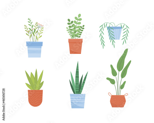 Set of six house plants vector illustration