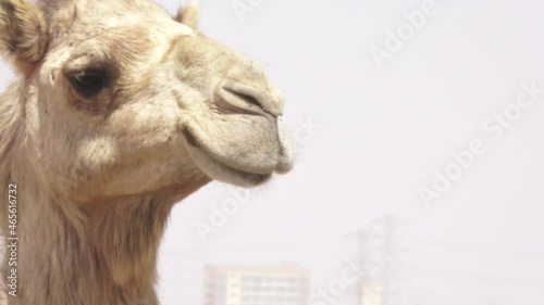 Camel