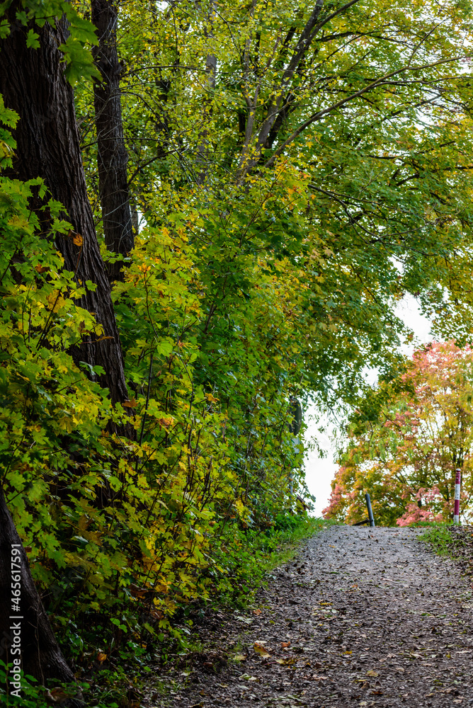 Fototapeta premium Bäume in Herbstfarben