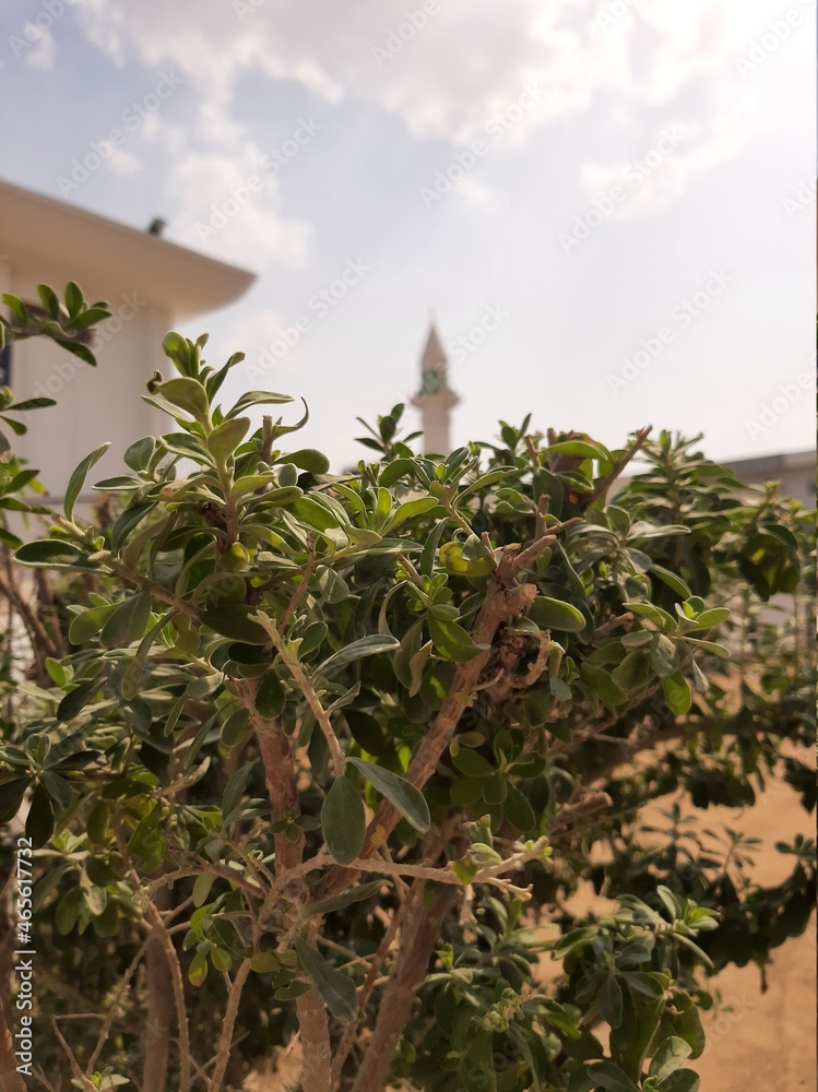 Obraz premium A plant.