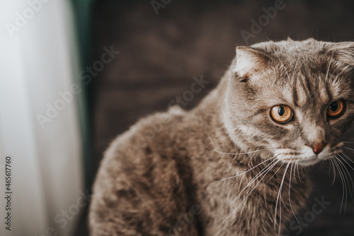 gray cat on a gray sofa. yellow eyes