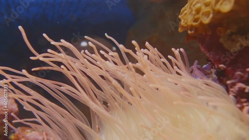 Macro footage of swaying tentacles of Corkscrew tentacle sea anemone or Macrodactyla doreensis. photo