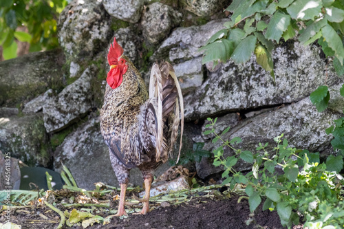 Farm rooster with blurred background, Kikiriki photo