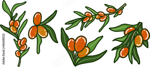 Vector set of sea buckthorn, vector set of sea buckthorn branches. Clipart with sea buckthorn.