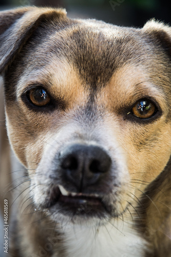 close up of a dog