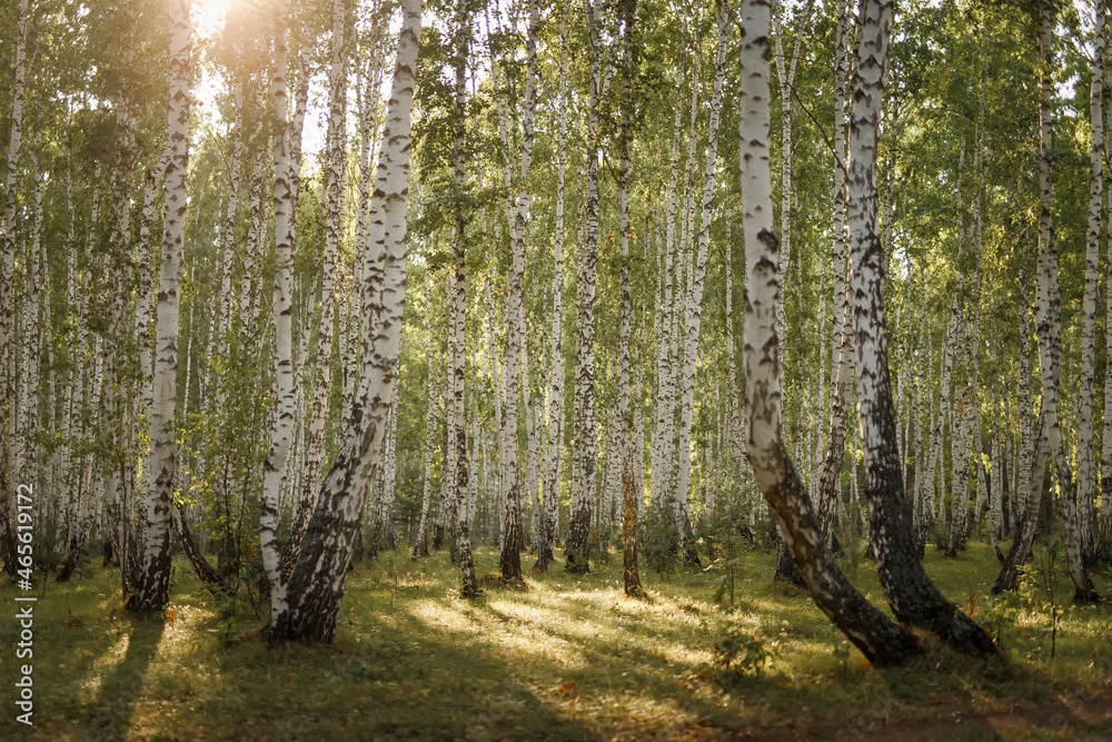 Obraz premium White birch trunks. Russian forest.