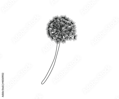 Blow Dandelion on white background.