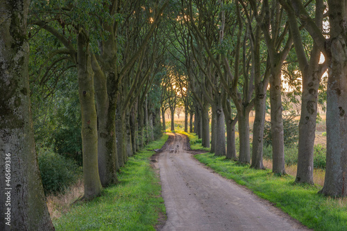 Fototapeta Naklejka Na Ścianę i Meble -  Winding road with symmetrical lines of trees in dutch countryside during sunset