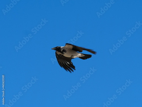 A crow flies against a blue sky, bottom view. Day