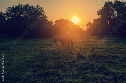 Fototapeta Naklejka Na Ścianę i Meble -  Horses graze on a meadow in the rays of the setting sun.