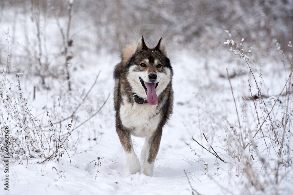 Portrait of funny west siberian husky running in winter forest, copy space