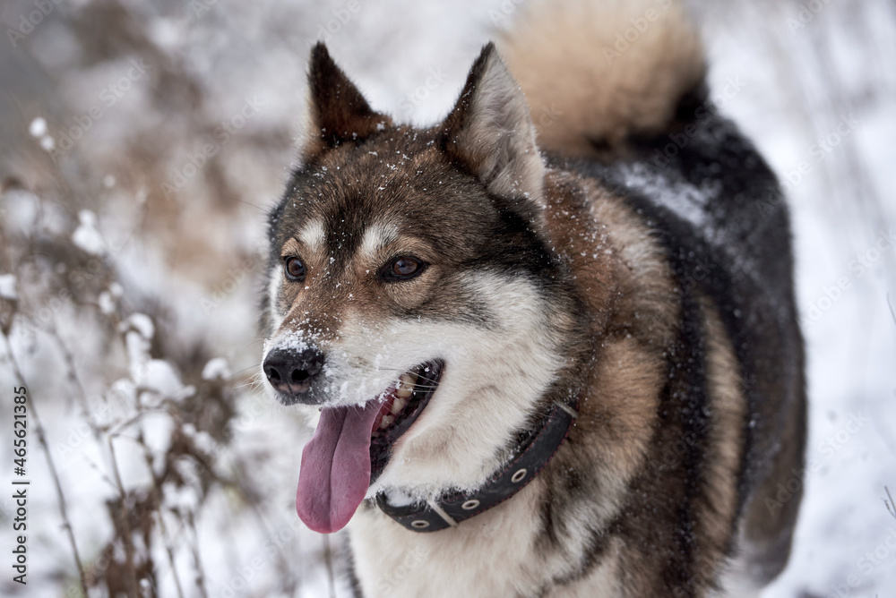 Portrait of cute west siberian husky walking in winter forest, copy space Portrait of cute west siberian husky walking in winter forest, copy space