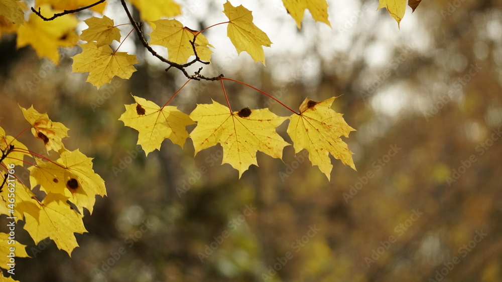 Obraz premium autumn leaves in the park