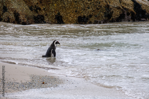 Penguins in Simons Town  Western Cape  South Africa. Boulders beach.