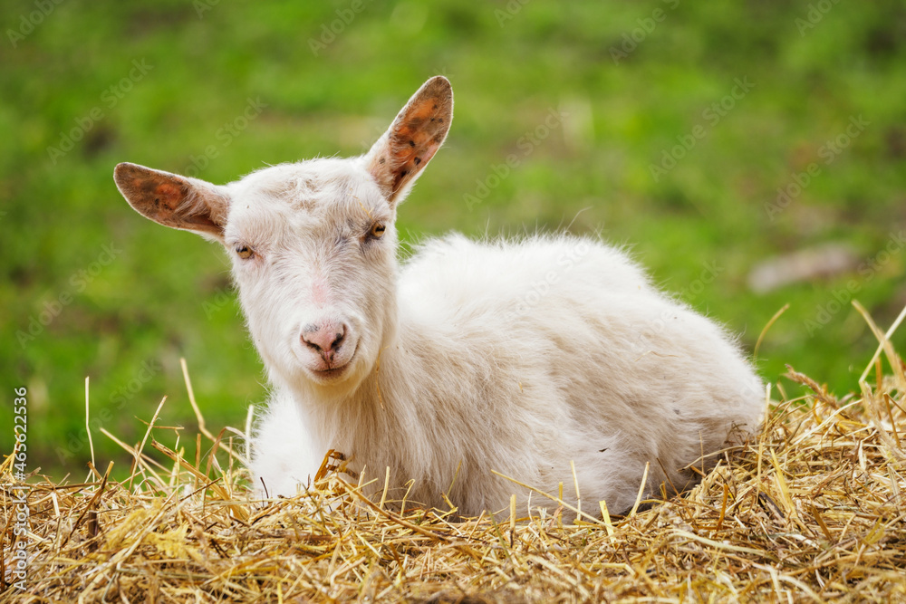 Young white goat sitting on straw. Young white goat sitting on straw.