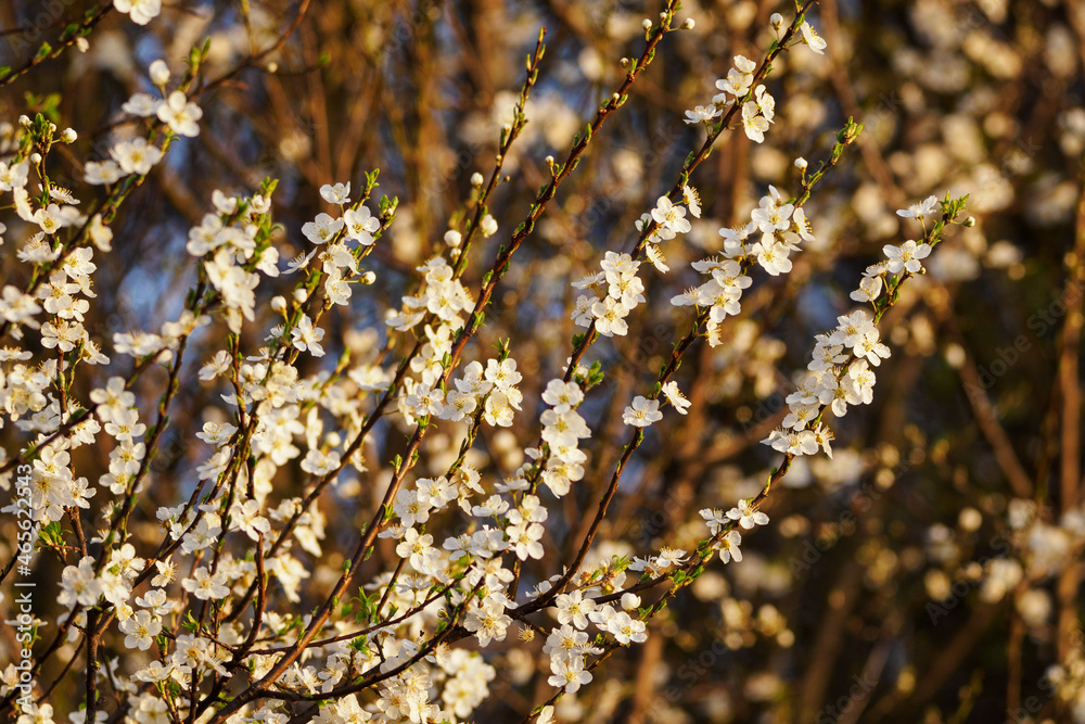Fototapeta premium White plum blossoms on twigs in the morning light.