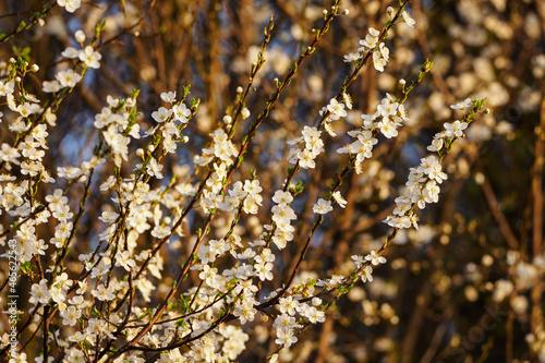 White plum blossoms on twigs in the morning light.