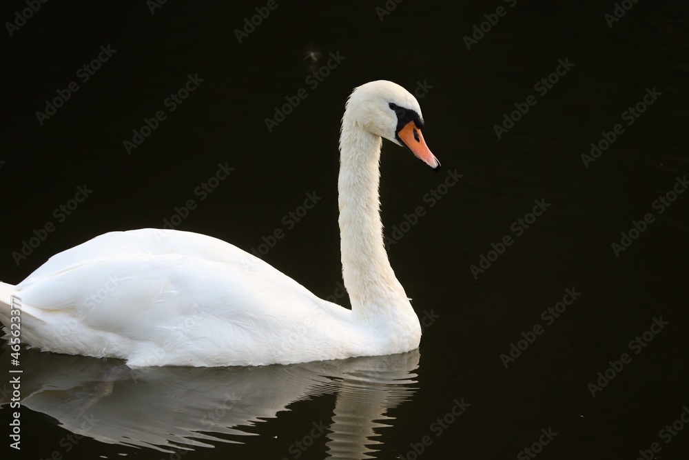 Fototapeta premium weißer Schwan auf dem Wasser