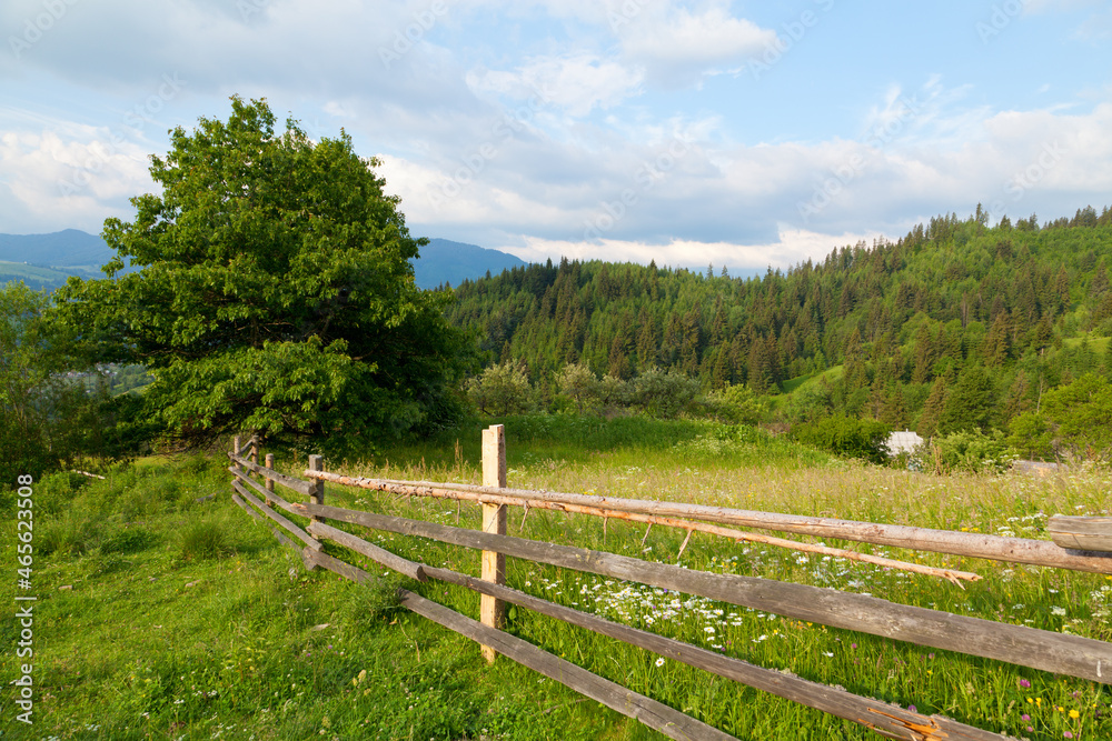 Wooden fence on the mountain pasture with lush green grass and white flowers. Ukraine, Carpathians.