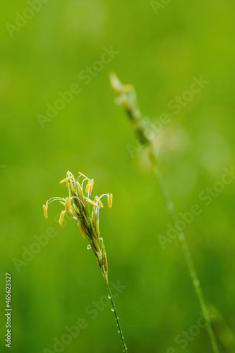 Blooming grass in the meadow in detail.