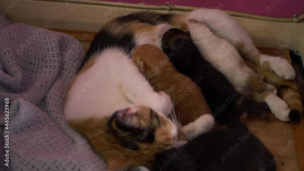 Mom cat with four newborn kittens feeding Mom cat with four newborn kittens feeding