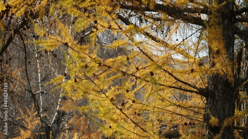 Larch in autumn