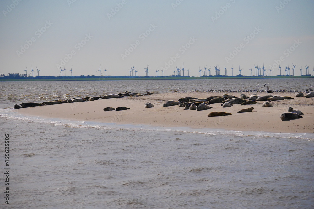 Seals lie on a sand bank on the north sea island of norderney with a view of a wind farm on the mainland