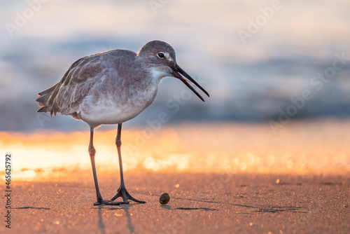 Fotografi A shorebird standing on the shore with a slightly open long sharp beak