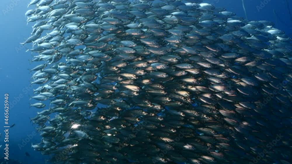 Seascape with Bait Ball, School of Fish in the coral reef of the Caribbean Sea, Curacao Seascape with Bait Ball, School of Fish in the coral reef of the Caribbean Sea, Curacao