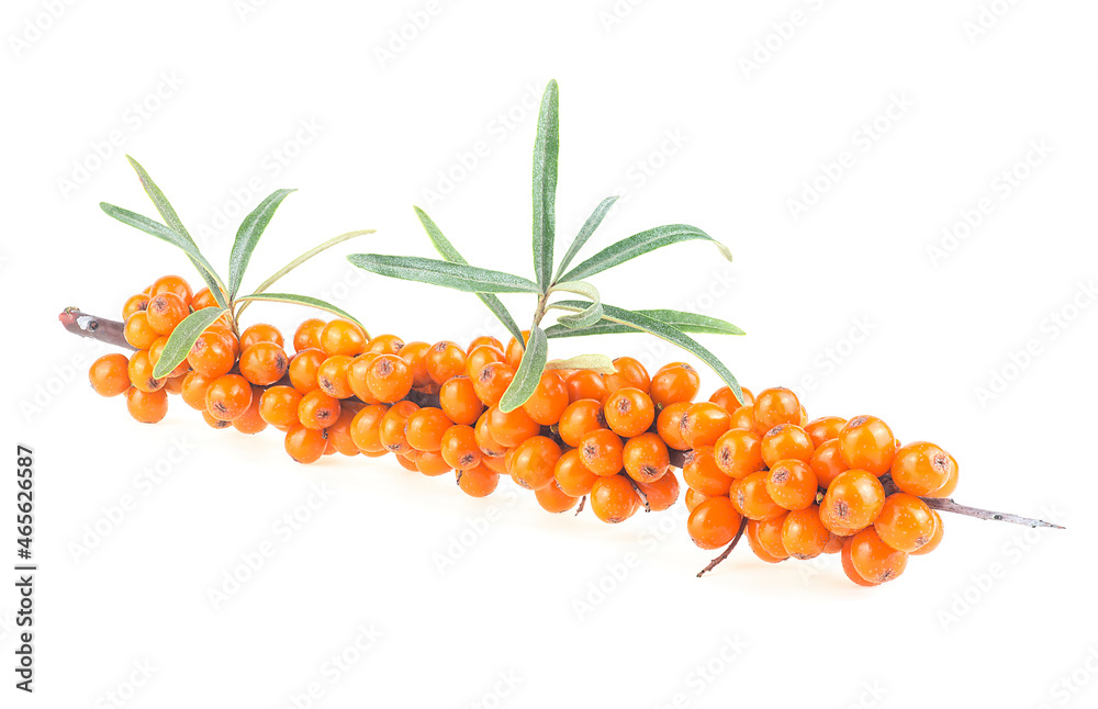 Fresh ripe berries of sea buckthorn with leaves isolated on a white background