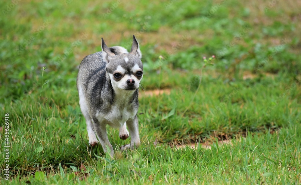 cão na relva cão na relva