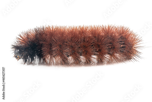 Woolly Worm (Woolly Bear) is the common name of the larval phase of a tiger moth (Isia Isabella).  Photographed on white.