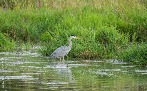 Grey heron fishing in the lake (Ardea cinerea)