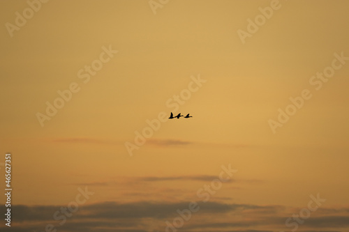 Birds flying in the sunset