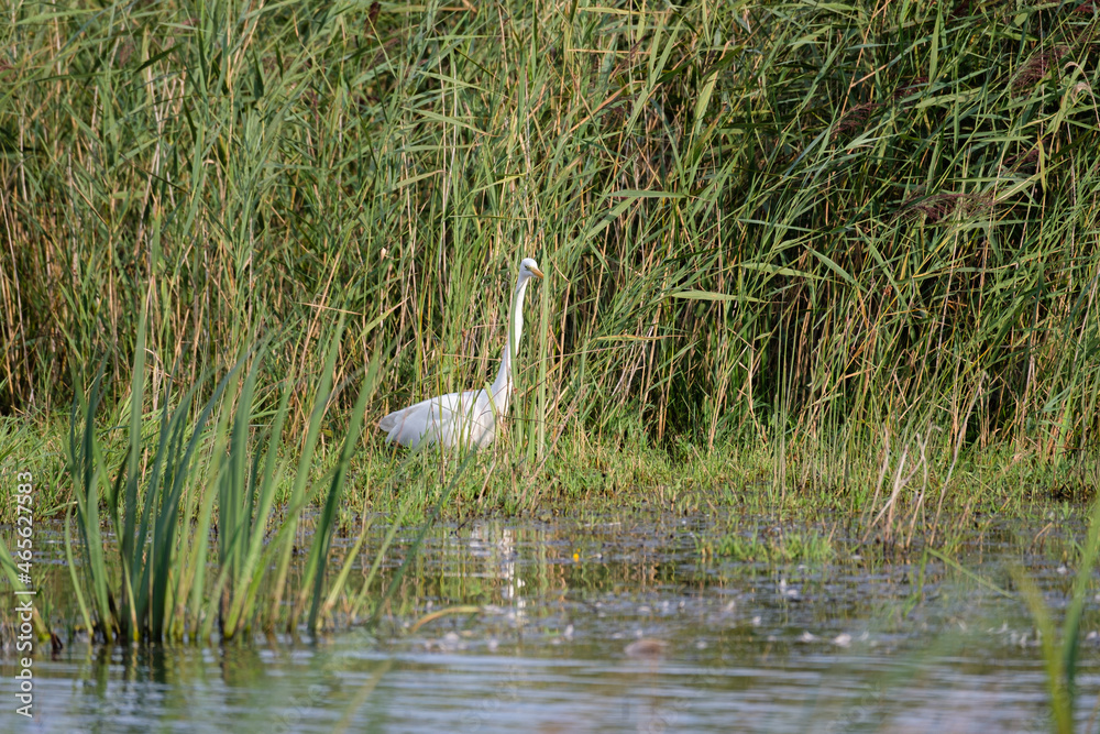 Fototapeta premium Grey heron on the lake in the wild - France Brenne