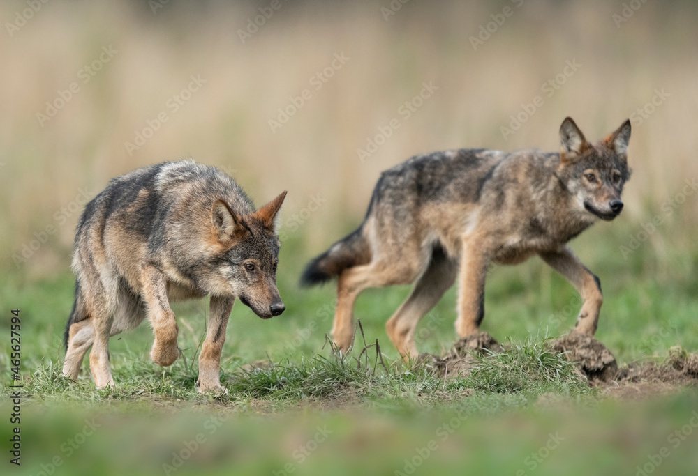 Grey wolf ( Canis lupus ) close up Grey wolf ( Canis lupus ) close up