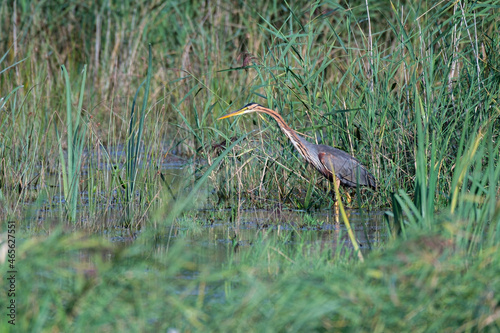 Purple heron on the lookout on the reed bed
