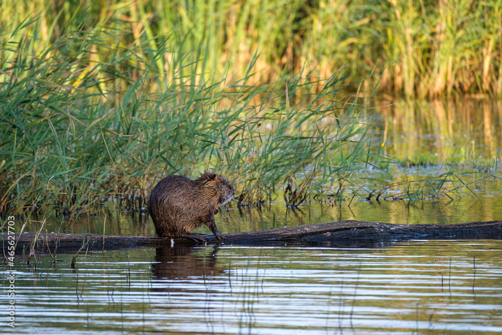 Nutria in the toilet on the pond Nutria in the toilet on the pond