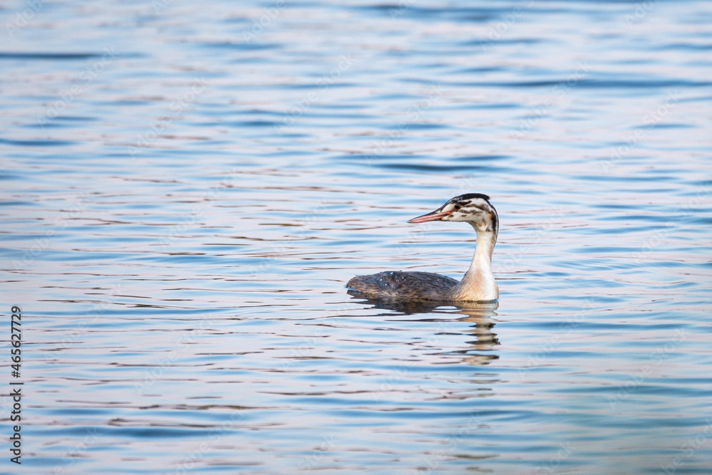 Fototapeta premium Grebe swimming on the pond