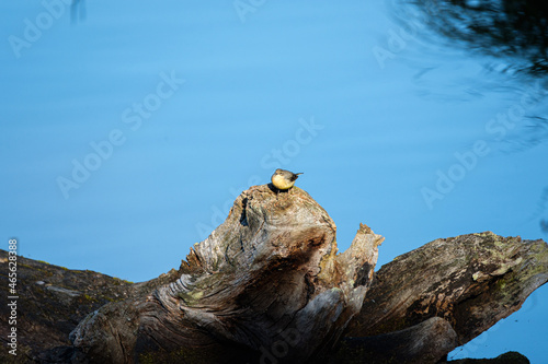Grey wagtail  Motacilla cinerea  on a tree