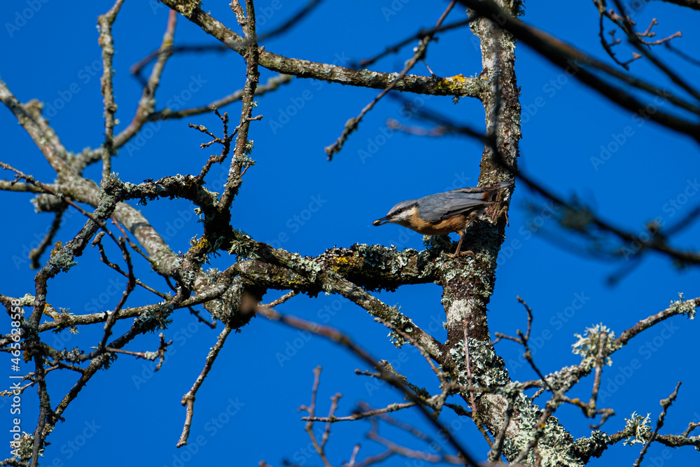 Eurasian nuthatch or wood nuthatch (Sitta europaea) on a tree Eurasian nuthatch or wood nuthatch (Sitta europaea) on a tree