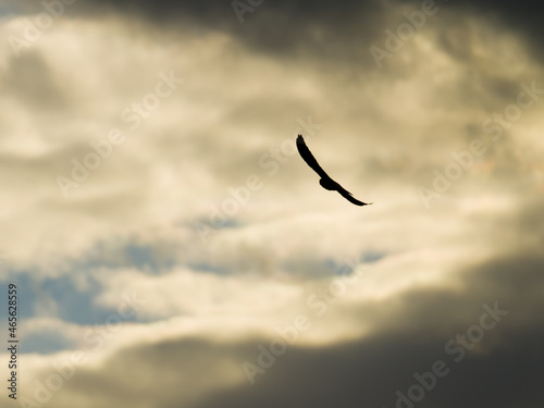 Black silhouette of falcon flying in evening sky among sunlit dark clouds