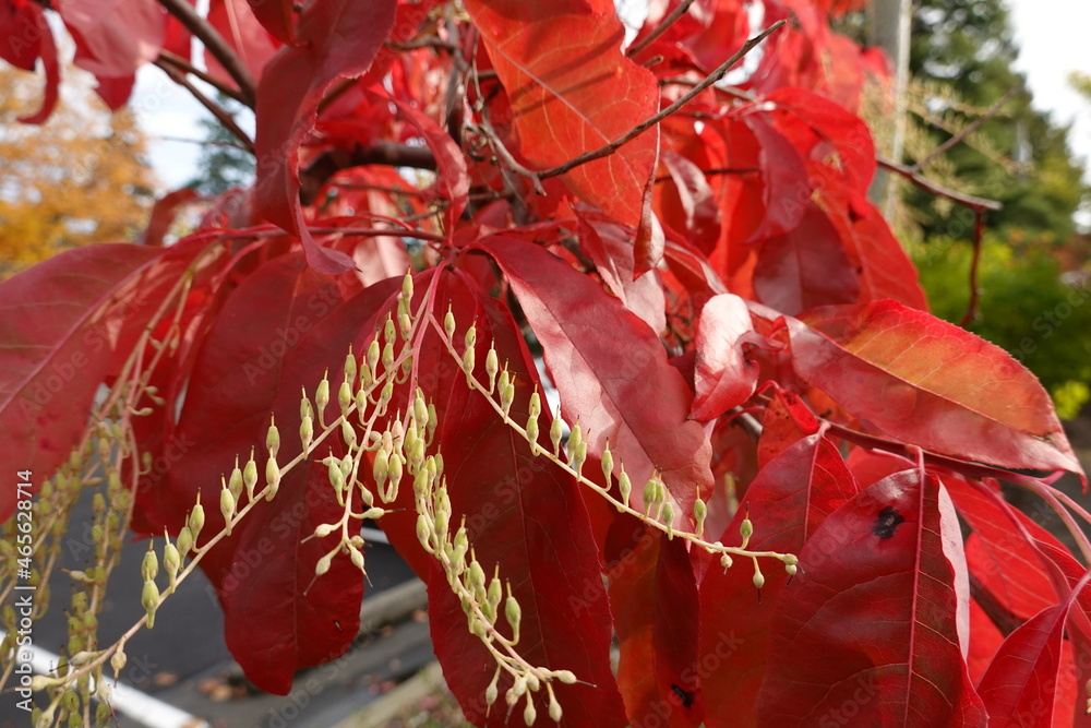 Sourwood (Oxydendrum arboreum) is an attractive ornamental throughout the year. Sourwood (Oxydendrum arboreum) is an attractive ornamental throughout the year.