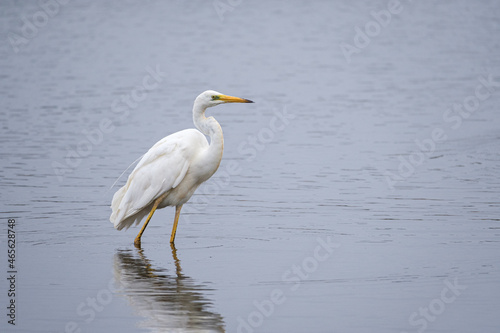Great white egret on the lake