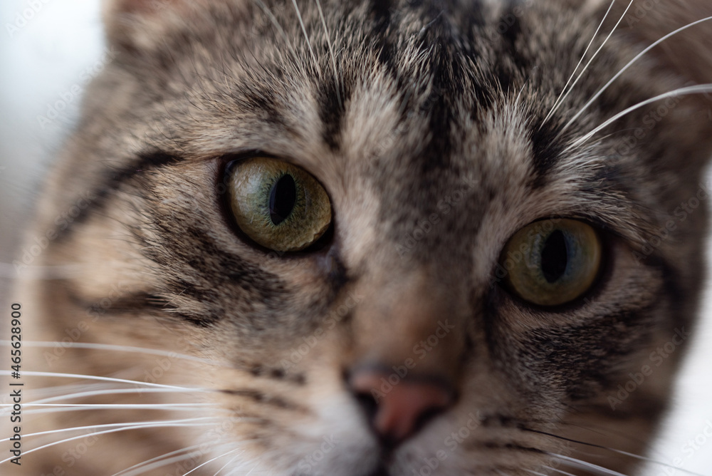 Portrait of a gray tabby cat. Close-up of the snout, nose and cat eyes. A domestic pet with gray fur.