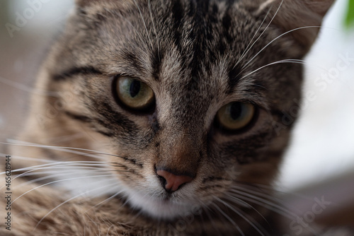 Portrait of a gray tabby cat. Close-up of the snout, nose and cat eyes. A domestic pet with gray fur. © PhotoRK