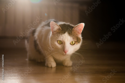 White striped cat on sunlight sitting on the floor