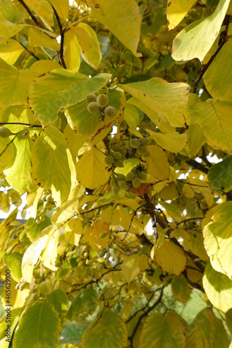 Close-up Styrax obassia (Fragrant Snowbell). photo